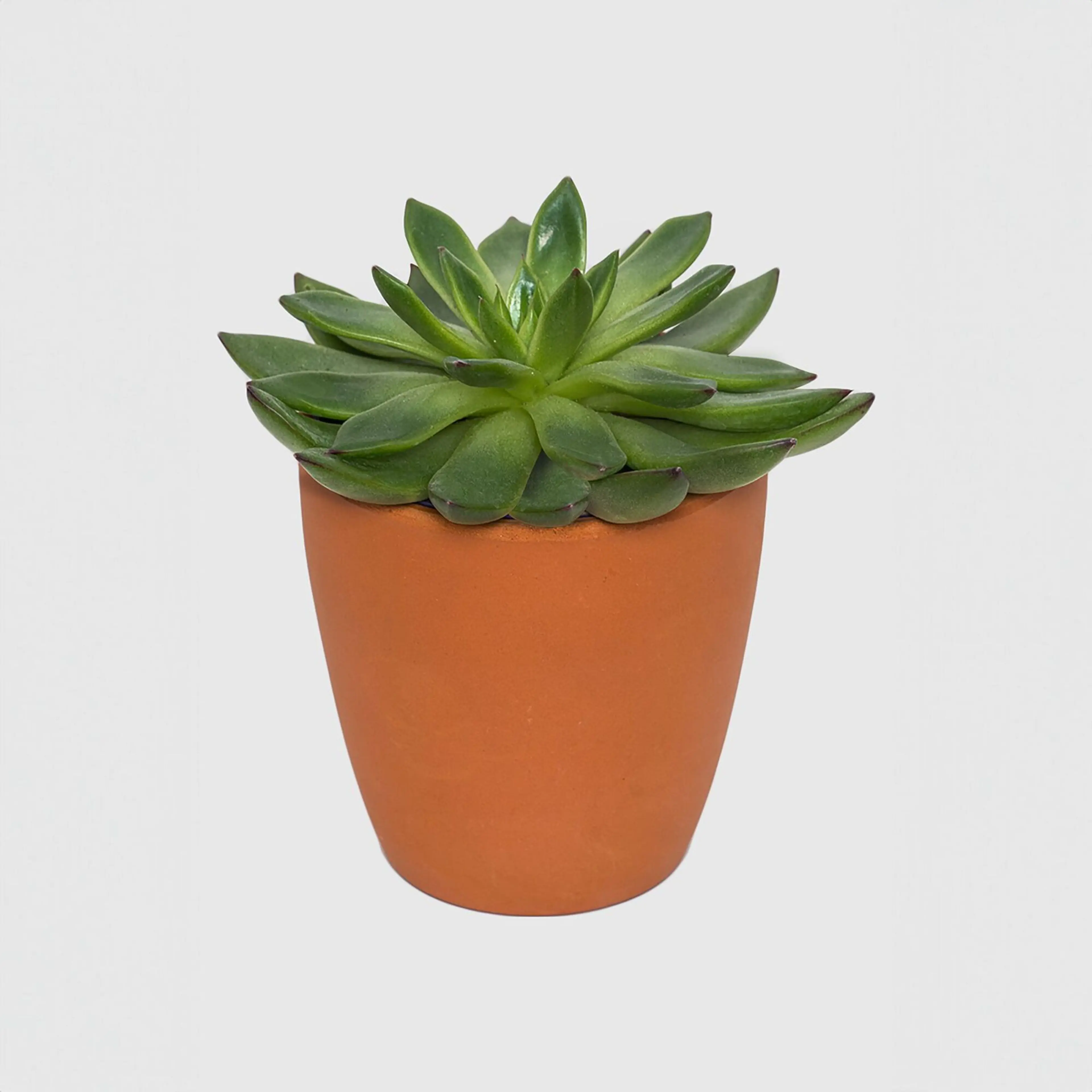 /blobs/seramik-saksili-sukulent-2f14dab9ed464787a8426278545a5f9f.webp?ts=09132142