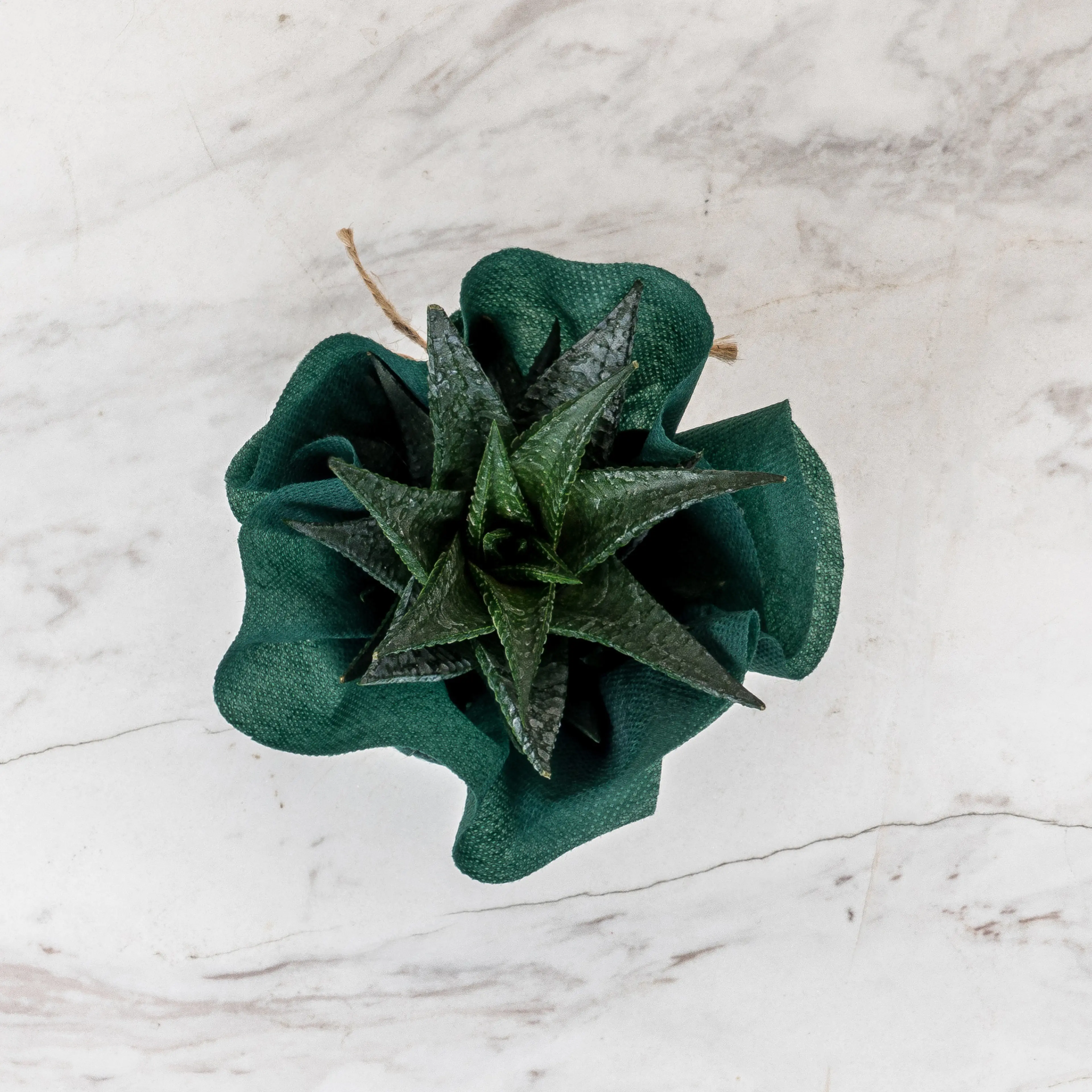 /blobs/sukulent-cicek-cesitleri-gorunus-olarak-kucuk-farkliliklar-gosterebilmekt-b1ada4c52a1d4dbb84bb6f7ab851cb0d.webp?ts=09132142